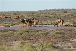 Camels drinking from claypan