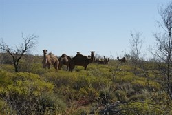 and another large mob of dromedaries