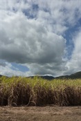 Storm brewing over canefields