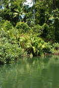 Daintree River