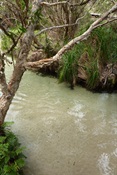 Eli Creek, Fraser Island