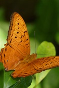 Kranda Butterfly Sanctuary