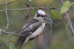 Kookaburra at 1770
