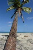 Myall Beach