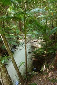 Wanggoollba Creek, Fraser is