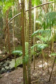 Wanggoollba Ck Fraser Is.