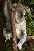 Australia Zoo
