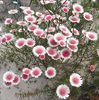 Albany Daisies