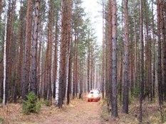 Pine Forests in Russia