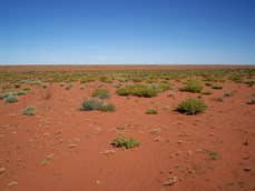 Desert Scene
