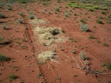 Spinifex removed from 4WD