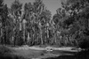 River Crossing