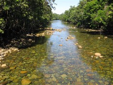 Daintree