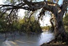 Darling River - Kinchega NP- morning river gum