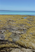 Murrays Beach