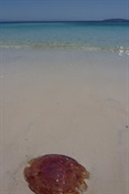 Murrays Beach