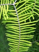 Booderee Botanical Gardens