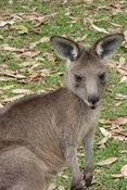Kangaroo at Cave Beach