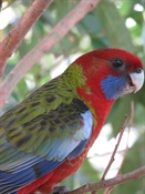 Parrot at Green Patch