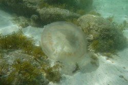 Snorkelling at Green Patch