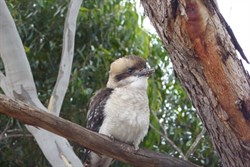 Local Wildlife