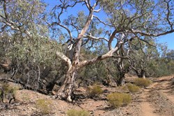 bendlby ranges