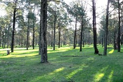 Cyprus woodland, NSW