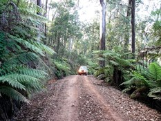 East Coast forest