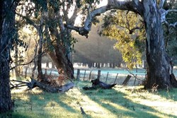 Iconic River Red Gums