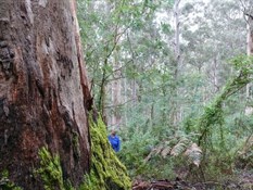 Giant Karri, WA