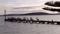 Pelicans