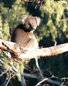 Koala, cuddly marsupial