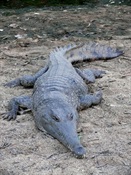 Big Lizard - freshwater croc