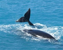 Whales at the Head of the Bight