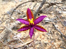 Queen of Sheba Orchid
