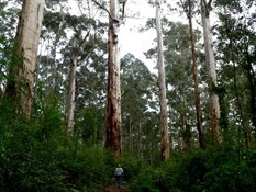 Tall timber, SW forests, WA