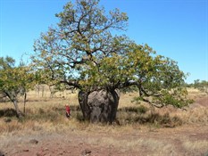 Boab, icon of the north