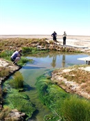 Mound Spring, Oodnadatta Track