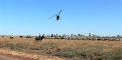 Queensland muster