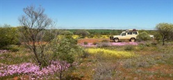 Flowers near Mullewa, WA