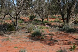 Flowers north of Roxby Downs