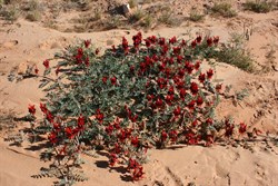 Sturt's Desert Pea