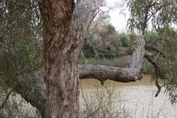 Budgerigars at the Algebuckina Water Hole