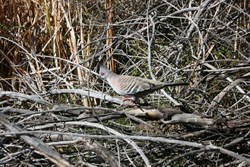 Crested Pigeon