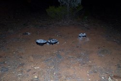 Ovens fired up in the creek bed.