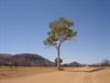Len Beadell's Tree