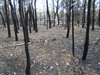 Pilliga Bushfire