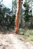 Walking track in