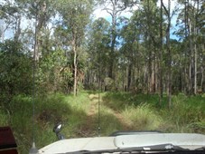 Mahogany Forest track