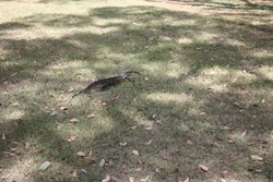 The Goanna that strolled through Camp